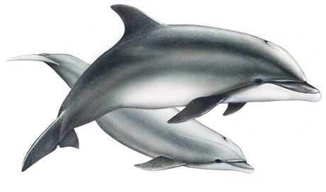Delfín pico de botella (Tursiops truncatus)
